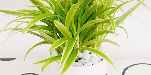 17100215700_11188ca64f_b