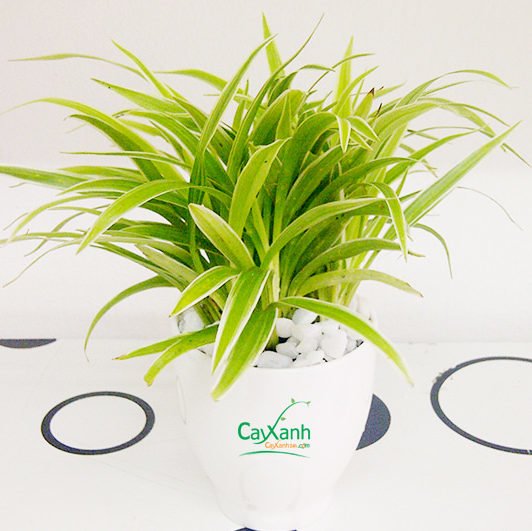 17100215700_11188ca64f_b