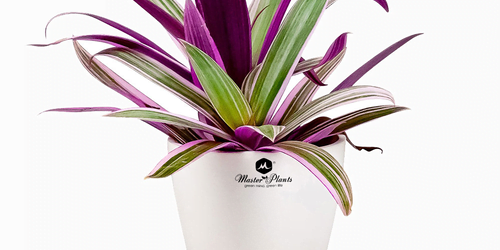 cay-bay-sac-cau-vong-kinh-bac-smart-home (1)