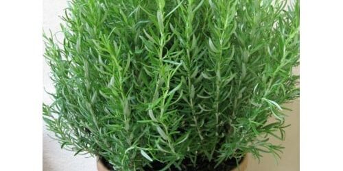 cây hương thảo nhỏ 39k- 49klớn 79k bao gồm chậu nhựa-500×500