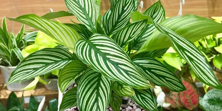 50234298_2230739780352897_2294386312800632832_n