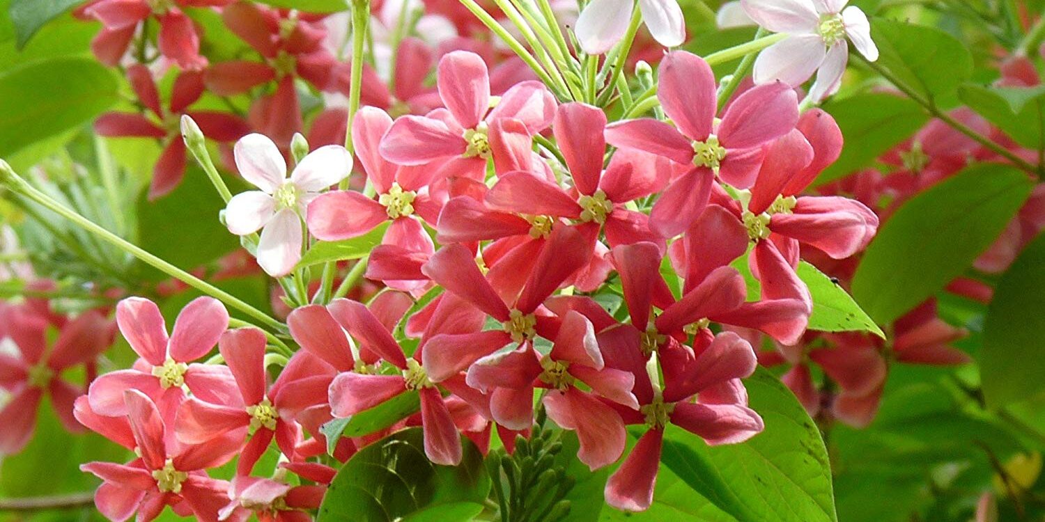 91ZHpiaJOsL._SL1500_