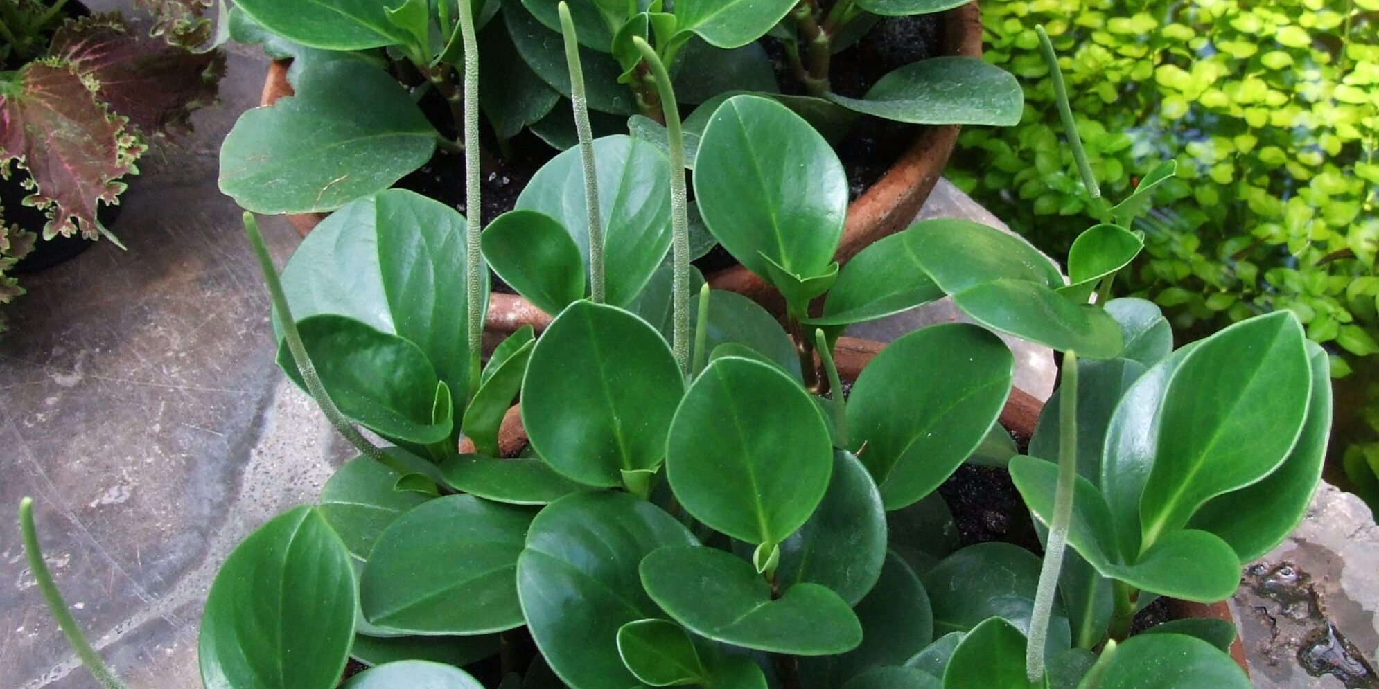 Peperomia_obtusifolia_3-OB9