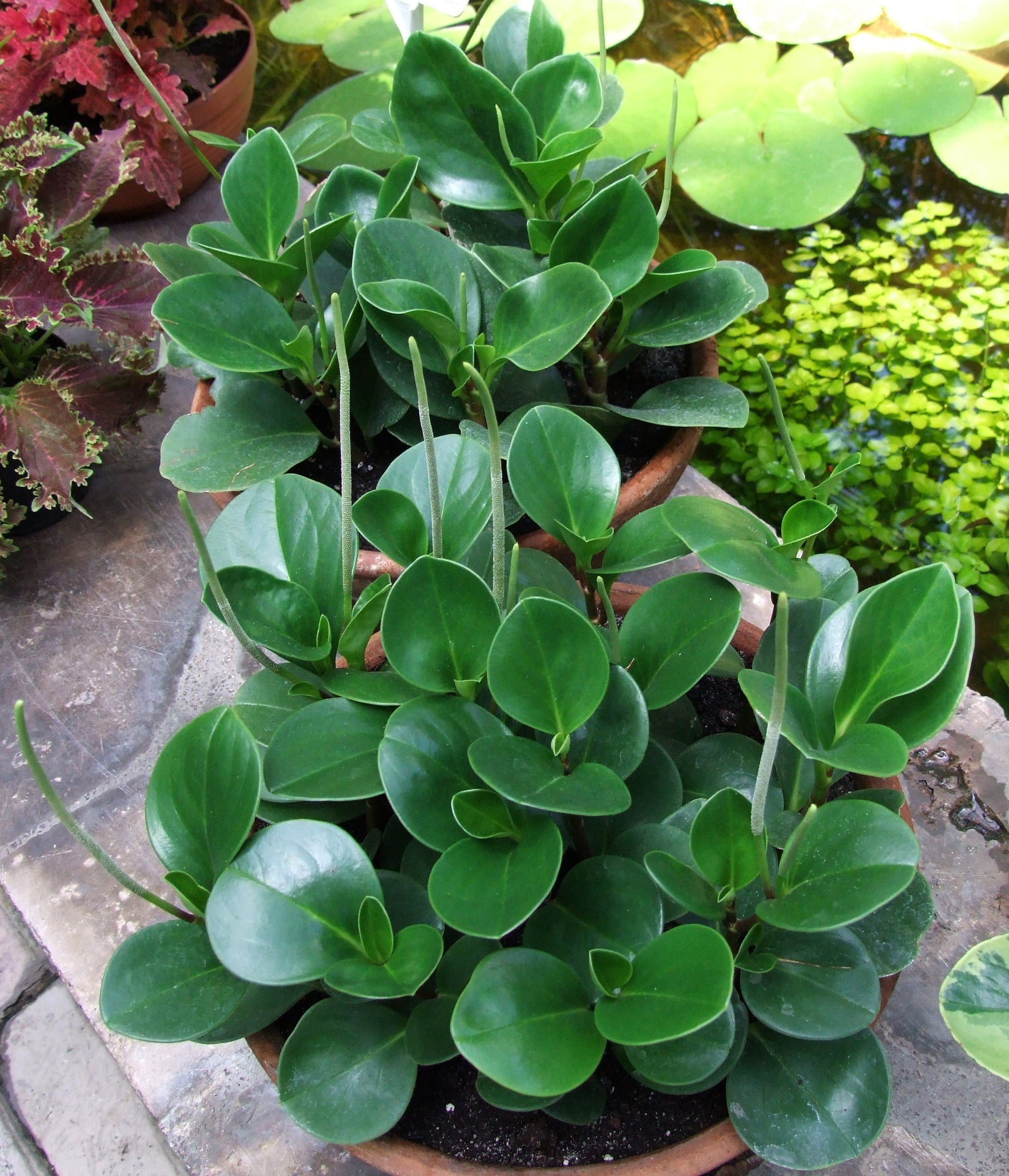 Peperomia_obtusifolia_3-OB9