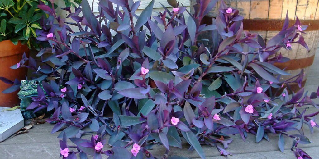 Tradescantia-pallida-Wandering-Jew4