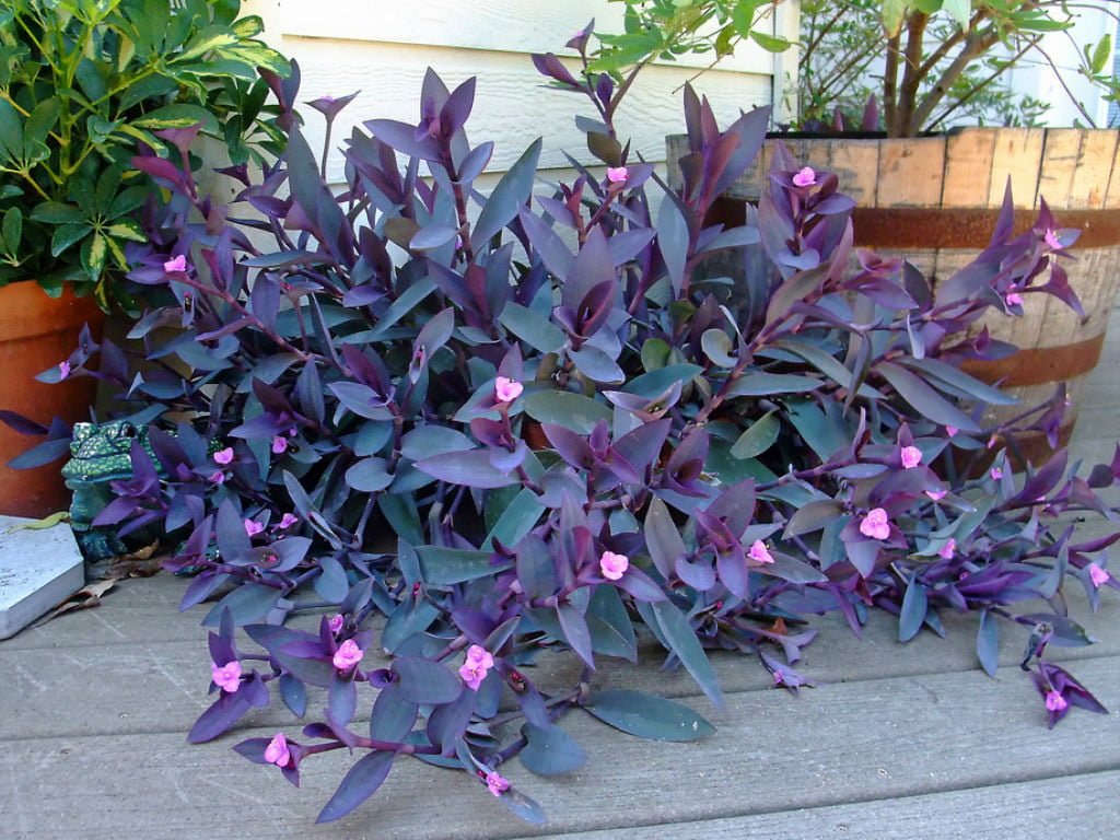 Tradescantia-pallida-Wandering-Jew4