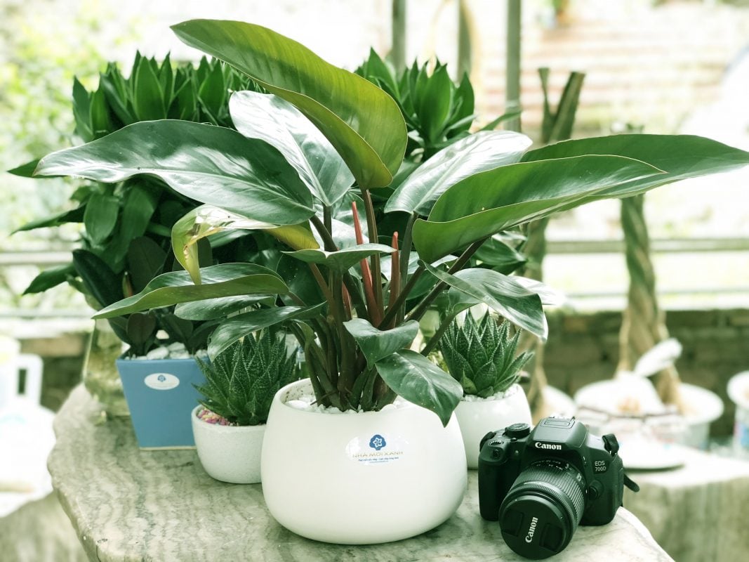 Trau-ba-de-vuong-tim-1-1067×800