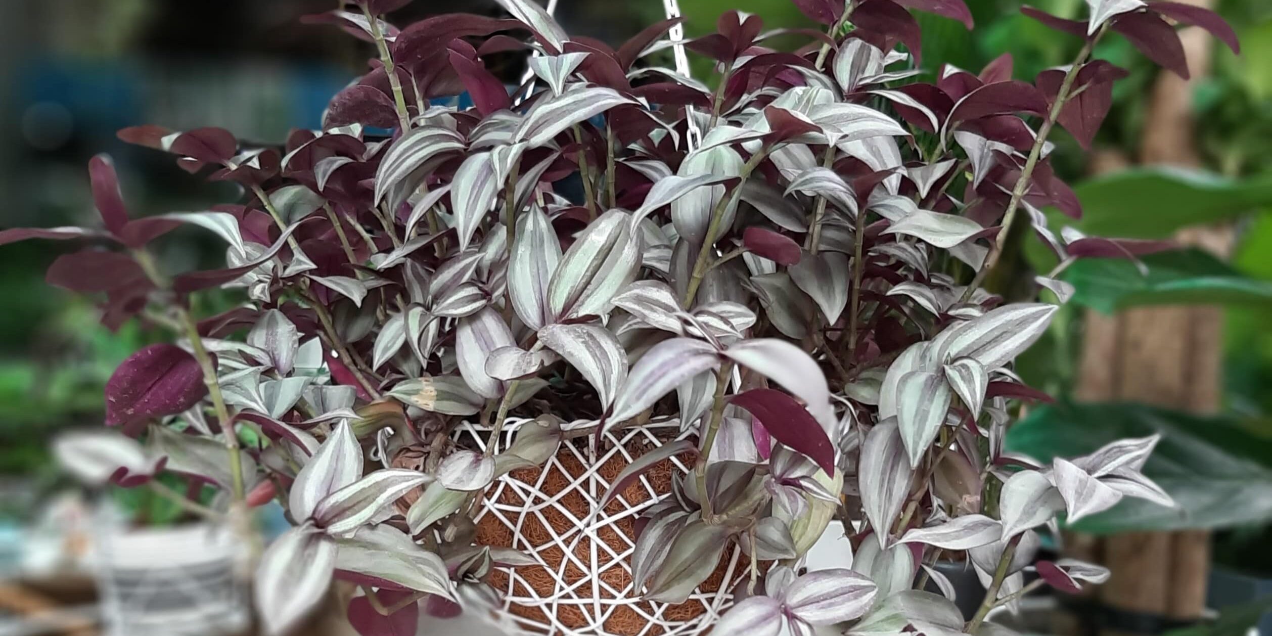 cây-thài-lài-sọc-20190710-0849