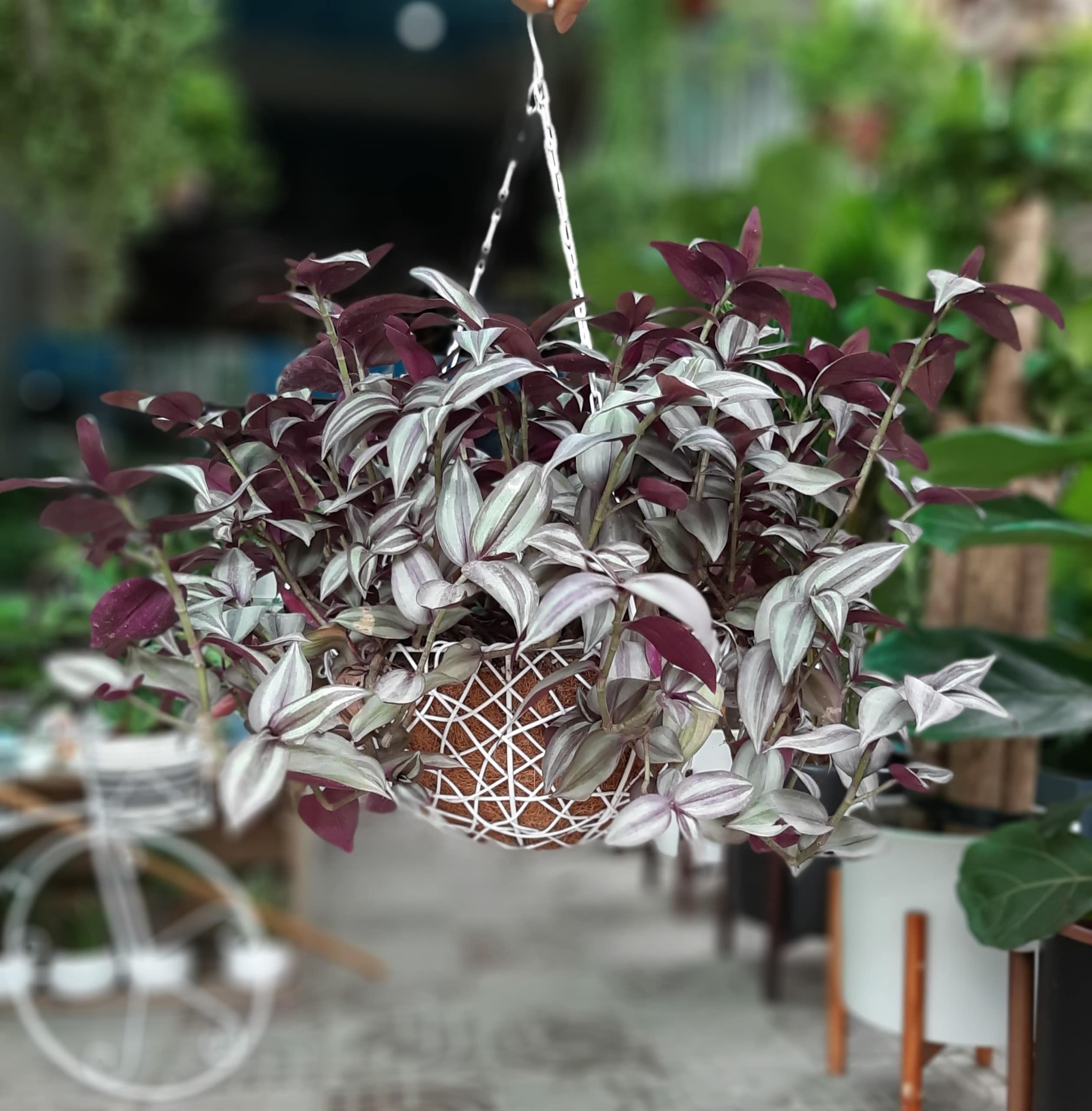 cây-thài-lài-sọc-20190710-0849