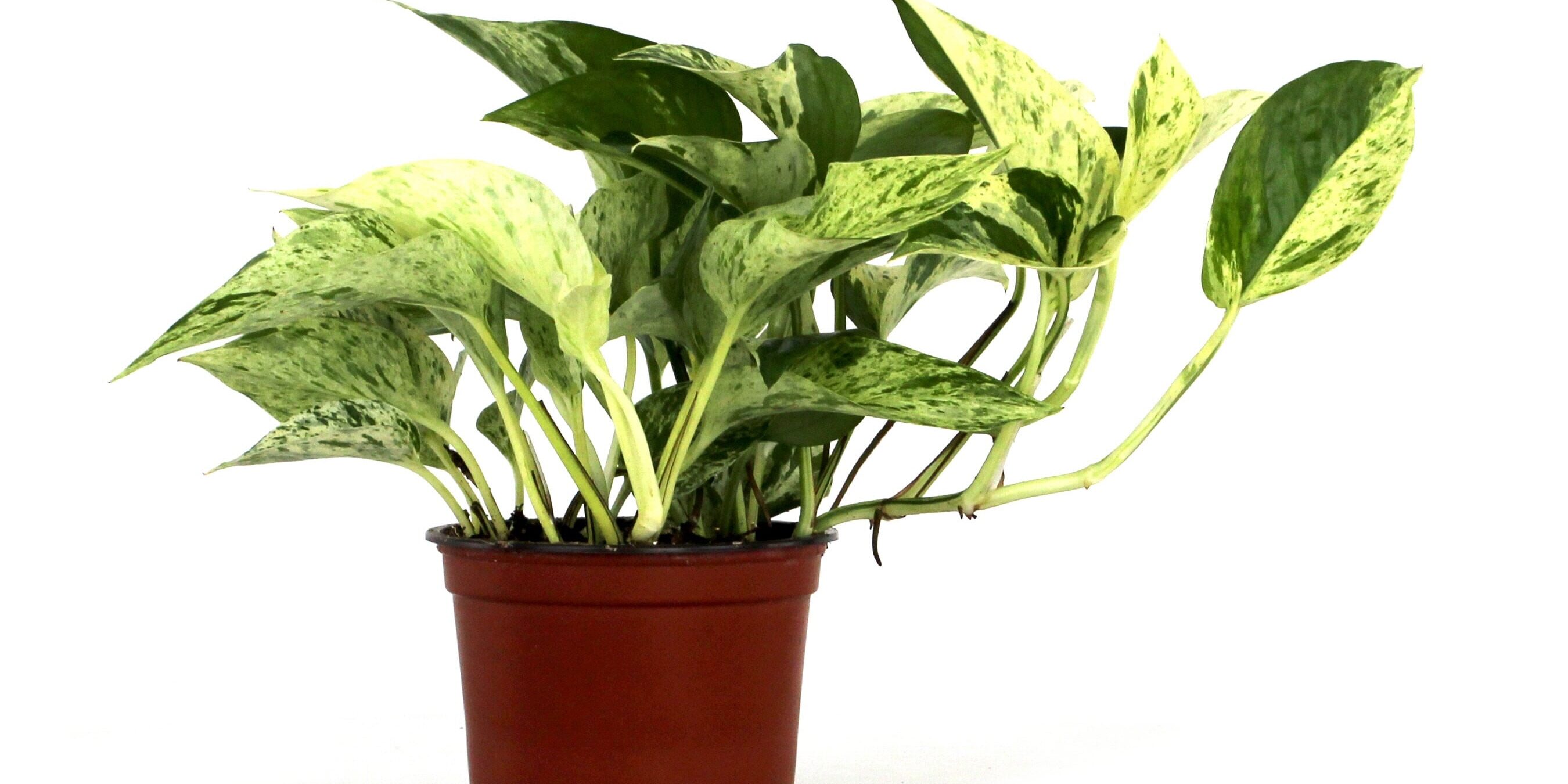 epipremnum_aureum_marble_queen_pothos_4_pot_3_