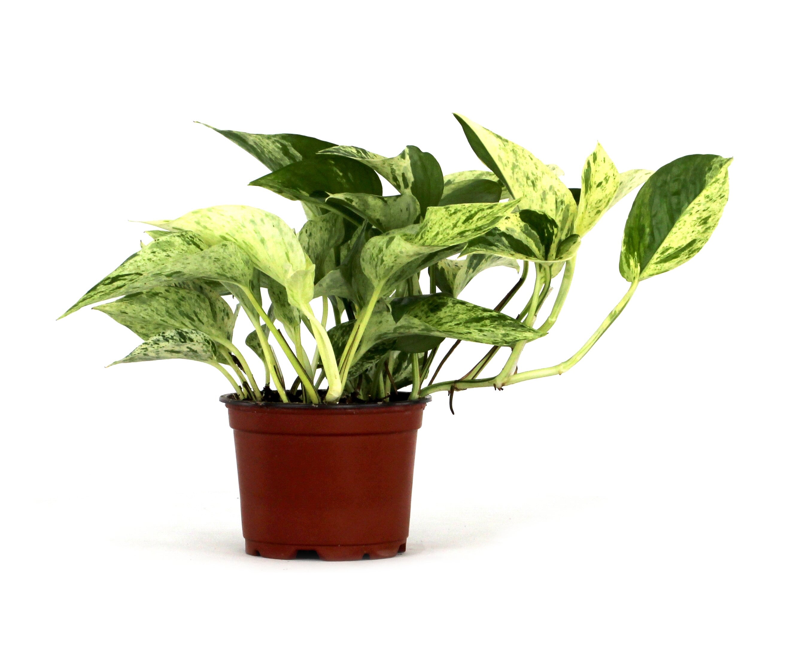 epipremnum_aureum_marble_queen_pothos_4_pot_3_