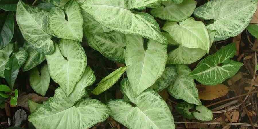 syngonium_podophyllum