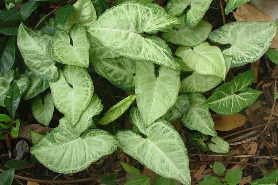 syngonium_podophyllum