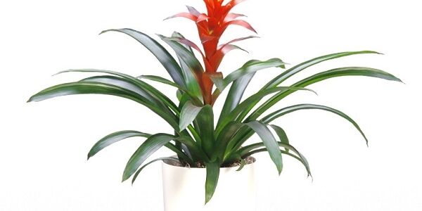 154-cay-phat-loc-hoa-mang-lai-tai-loc-may-man