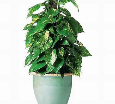Cây-Vạn-Niên-Thanh Cây-Vạn-Niên-Thanh