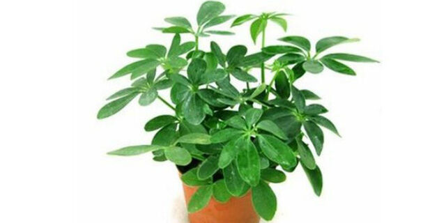 photo-0-1503566111281