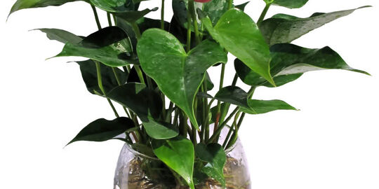 Cây hồng môn b15