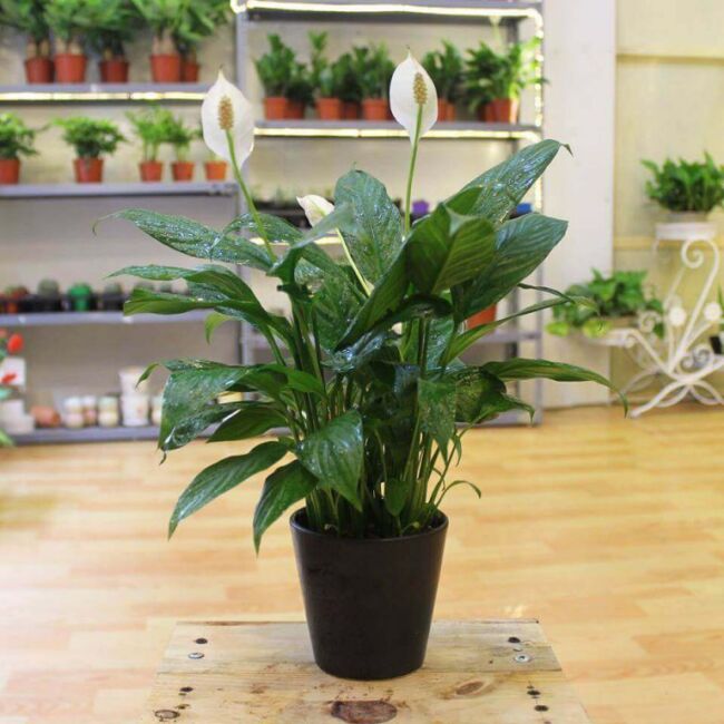 cach-cham-soc-cay-lan-y-768×768