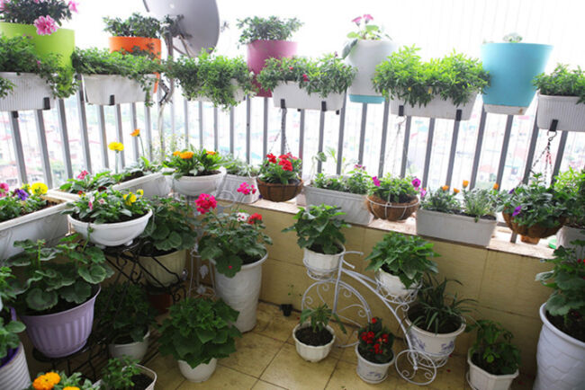 hoa-trong-ban-cong_1