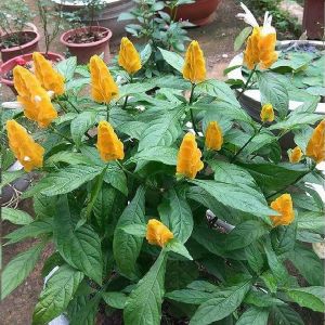 Cây rồng nhả ngọc Cây rồng nhả ngọc